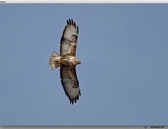 Animali 043